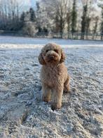 Mini medium Labradoodle dekreu volledig getest, Dieren en Toebehoren, Particulier, Rabiës (hondsdolheid), 3 tot 5 jaar, Reu