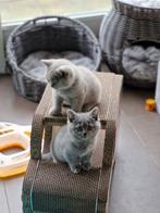 Brits Korthaar kittens met stamboom, Meerdere dieren, Gechipt, 0 tot 2 jaar
