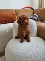 Prachtige kleine rode toy poedels, Dieren en Toebehoren, Honden | Chihuahua's en Gezelschapshonden, Poedel, CDV (hondenziekte)