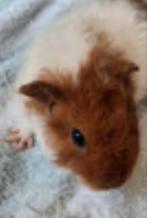 Teddy cavia beertje ruim 4 weken., Dieren en Toebehoren, Knaagdieren, Mannelijk, Cavia, Na 1 juli 2024