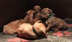 Rhodesian ridgeback pups met FCI stamboom, Dieren en Toebehoren, Overige rassen, 8 tot 15 weken, Parvo, Meerdere
