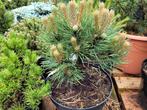 Pinus nigra nana, Ophalen, Zomer, Volle zon