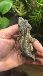 Gargoyle gekko man volwassen broedrijp, Dieren en Toebehoren, Reptielen en Amfibieën, Hagedis, Tam, 0 tot 2 jaar