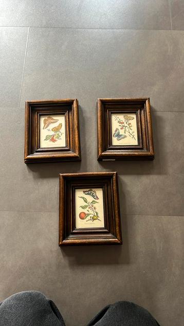Set van 3 vintage botanische prenten – vlinders & planten – beschikbaar voor biedingen