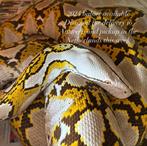 Python Reticulatus, Dieren en Toebehoren, Reptielen en Amfibieën, Slang