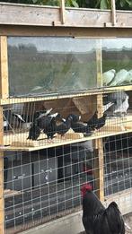 Pracht vliegclubje Csapos… de echte Hongaarse… 13 stuks, Dieren en Toebehoren, Vogels | Duiven, Meerdere dieren, Postduif