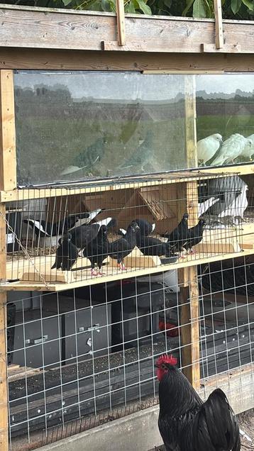 Pracht vliegclubje Csapos… de echte Hongaarse… 13 stuks beschikbaar voor biedingen
