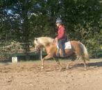 Super leuke Haflinger ruin, Dieren en Toebehoren, Pony's, E pony (1.48m - 1.57m), Gechipt, Ruin, L