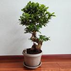 Bonsaiboom 70cm, meerdere planten beschikbaar!!, Huis en Inrichting, Kamerplanten, Minder dan 100 cm, In pot, Volle zon, Ophalen