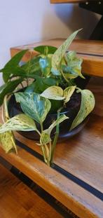 schattige kamerplantjes in gave mooie zwarte schaal, Ophalen, Overige soorten, Minder dan 100 cm