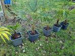 Trachycarpus fortunei (Chinese handpalm)

VANNAF €20,-, Ophalen, Zomer, Overige soorten, Volle zon