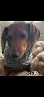 Teckel Truitjes Tweed 🐾, Dieren en Toebehoren, Hondenkleding, Ophalen of Verzenden, Nieuw, Hondentrui