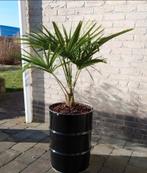 Trachycarpus, palm, bloempot, Tuin en Terras, Planten | Tuinplanten, Volle zon, Vaste plant, Bloeit niet, Ophalen