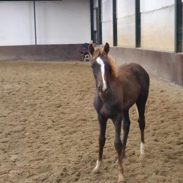 Merrieveulen van Newport x Contango beschikbaar voor biedingen