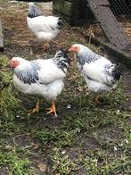 Jonge haantjes, 2 stuks Wyandotte, Dieren en Toebehoren, Pluimvee, Mannelijk, Kip