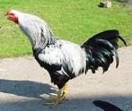 Hanen.............., Dieren en Toebehoren, Pluimvee, Mannelijk, Kip