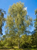 Jonge bomen  ruwe berken, Tuin en Terras, Planten | Bomen, Ophalen, Halfschaduw, Overige soorten
