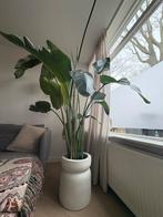 Grote Strelitzia kamerplant - bijna 2 meter hoog!, Huis en Inrichting, Kamerplanten, Ophalen of Verzenden, Overige soorten, Volle zon