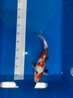 Koi sanke 30 cm., Karper of Koi