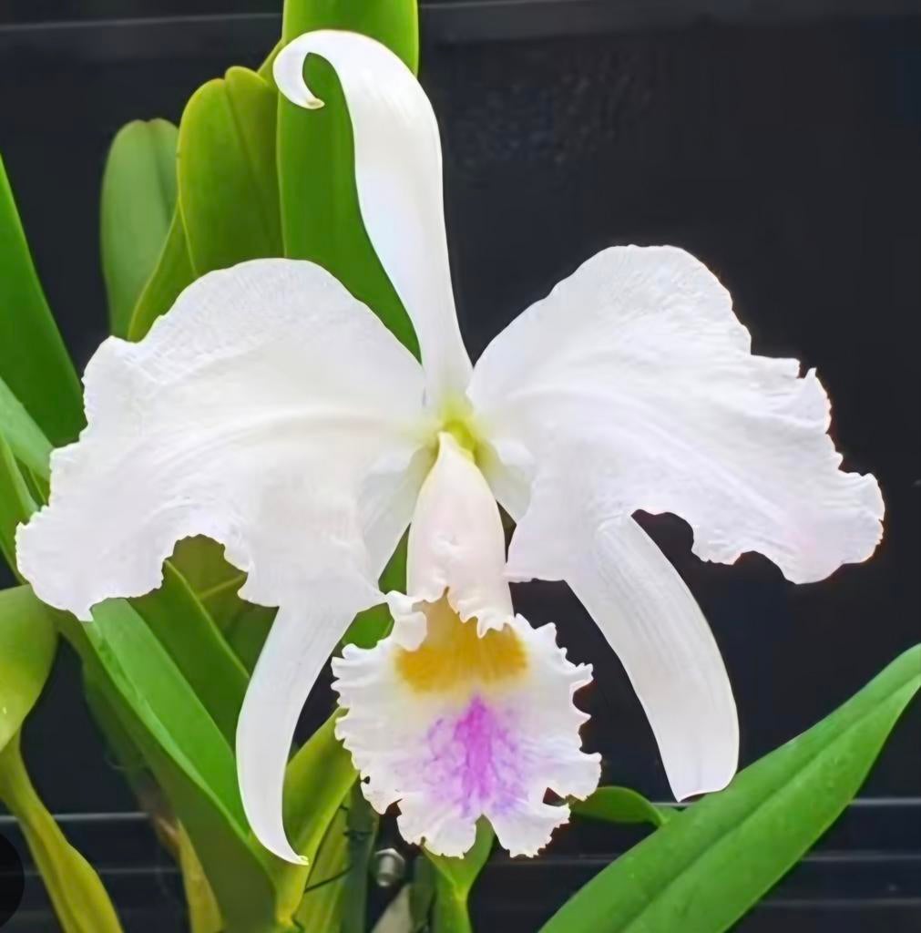 Cattleya trianae semi alba DEELSTUK, Huis en Inrichting, Kamerplanten, Minder dan 100 cm, Halfschaduw, Ophalen of Verzenden