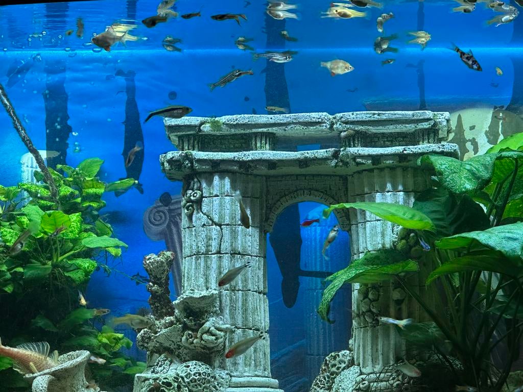 Diverse vissen, Dieren en Toebehoren, Vis, Zoetwatervis, Schoolvis