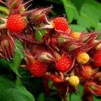 Japanse wijnbes stekjes, Ophalen, Minder dan 100 cm, Overige soorten, Volle zon