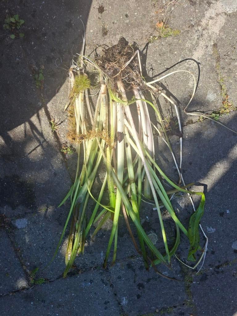 Vijverplanten te koop, Ophalen, Vijverplanten, Volle zon