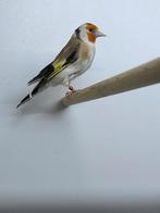 Majoor putters koppel, Meerdere dieren, Wildzangvogel