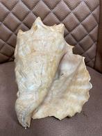 Grote schelp, Gebruikt, -, Ophalen of Verzenden, @