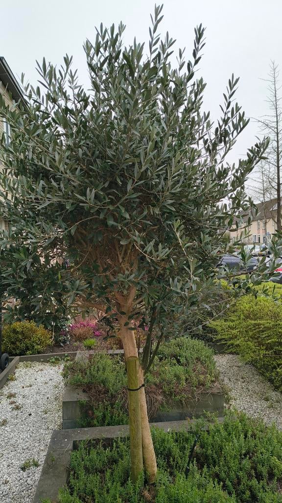 2x grote Olijfboom, Lente, Olijfboom, 250 tot 400 cm, Ophalen