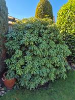 Rhododendron, Ophalen, Rhododendron, Struik, 100 tot 250 cm