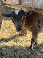 Dwerggeitjes en dwergbokjes (mini), Dieren en Toebehoren, Schapen, Geiten en Varkens, Meerdere dieren, Geit, 0 tot 2 jaar