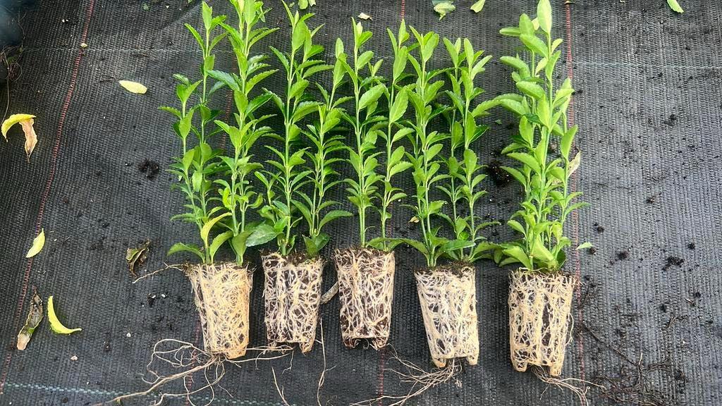 Euonymus Green Spire-kardinaalsmuts vanaf €0,50 in 10 maten, Ophalen, Overige soorten