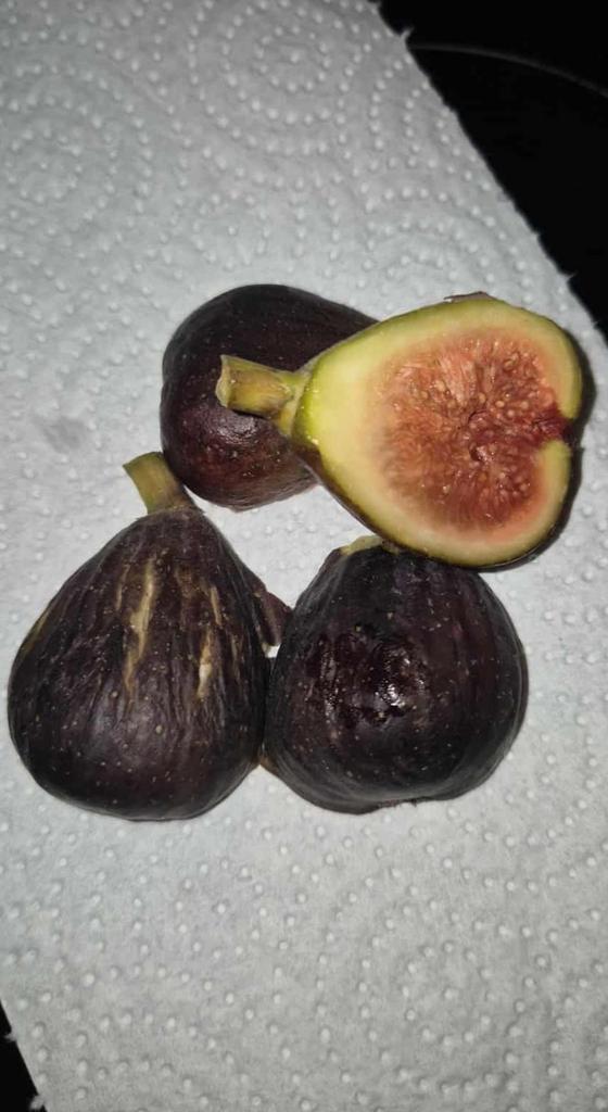 Vijgen stekken . Ideale moment nu !, Tuin en Terras, Planten | Fruitbomen, Minder dan 100 cm, Ophalen of Verzenden