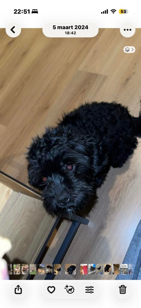 Maltipoo reu overplaatsen, Dieren en Toebehoren, Honden | Chihuahua's en Gezelschapshonden, Poedel, Reu, CDV (hondenziekte), Eén hond