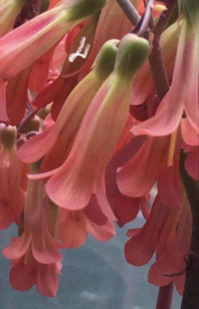 Kalanchoe 'Pink Butterflies' - Unieke Roze Succulent, Volle zon, Vaste plant, Zomer, Ophalen
