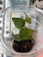 Terrariumplant Rhaphidophora hayi, Ophalen of Verzenden, Halfschaduw, Minder dan 100 cm