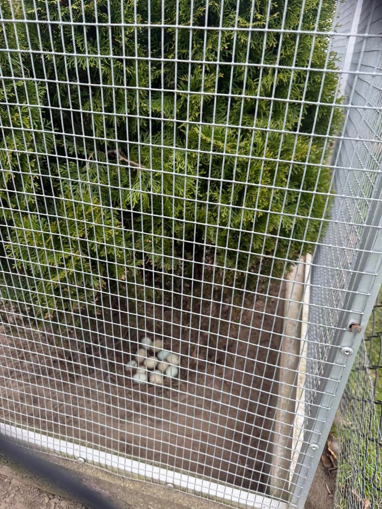 Te koop fazanten eieren, Geslacht onbekend, Kip