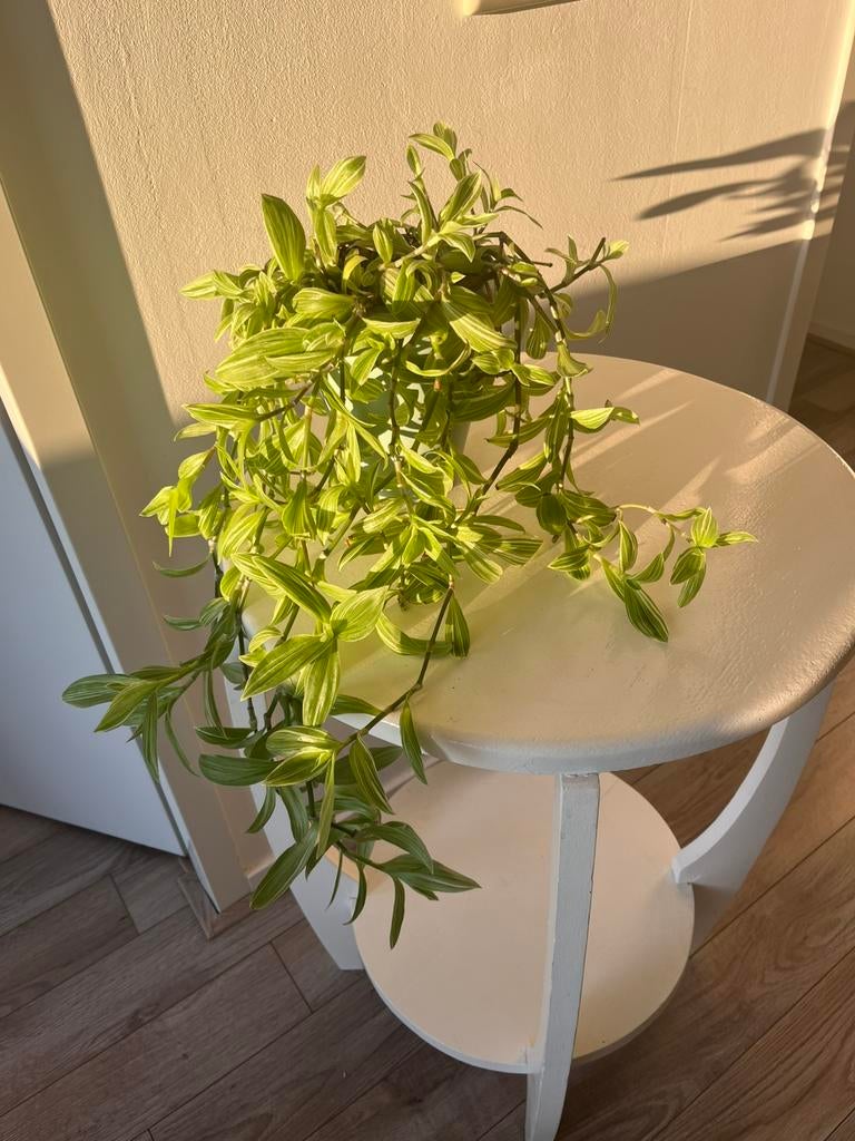 Groene hangplant, Ophalen, Halfschaduw, Minder dan 100 cm