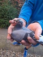 2 mooie jonge duiven, Meerdere dieren, Postduif