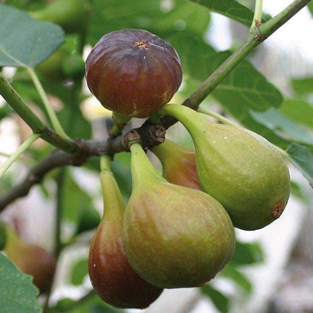 Ficus carica - Vijg ‘Brown Turkey’, Bio (nog 1), Tuin en Terras, Minder dan 100 cm, Lente, Volle zon, In pot