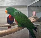 bewezen koppel edel papagaaien, Dieren en Toebehoren, Meerdere dieren, Parkiet, Geringd