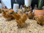 Jonge tamme Zijdehoen kriel kippen gesekst & ingeënt, Dieren en Toebehoren, Pluimvee, Vrouwelijk, Kip