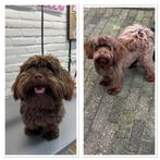 Trimsalon COOLna in Hillegom 🐾