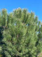 Pinus, Tuin en Terras, Planten | Bomen, Ophalen, Bloeit niet, Halfschaduw, Overige soorten
