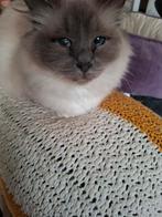 Heilige Birmaan Blue point poes herplaatser, Poes, Met stamboom, 6 jaar of ouder