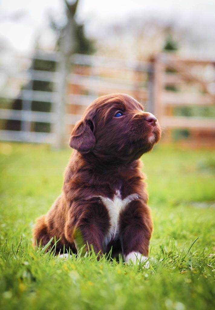 puppy's Friese Stabij  x Nova Scotia: nog 5 over!, Dieren en Toebehoren, Overige rassen, 8 tot 15 weken, Meerdere, Meerdere dieren