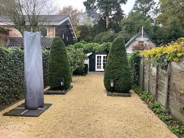 Taxus struik, Ophalen, Taxus, Struik, 100 tot 250 cm