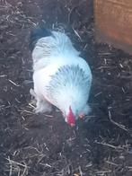 Cochin kwartet kriel tam kipjes sierkip, Dieren en Toebehoren, Pluimvee, Meerdere dieren, Kip