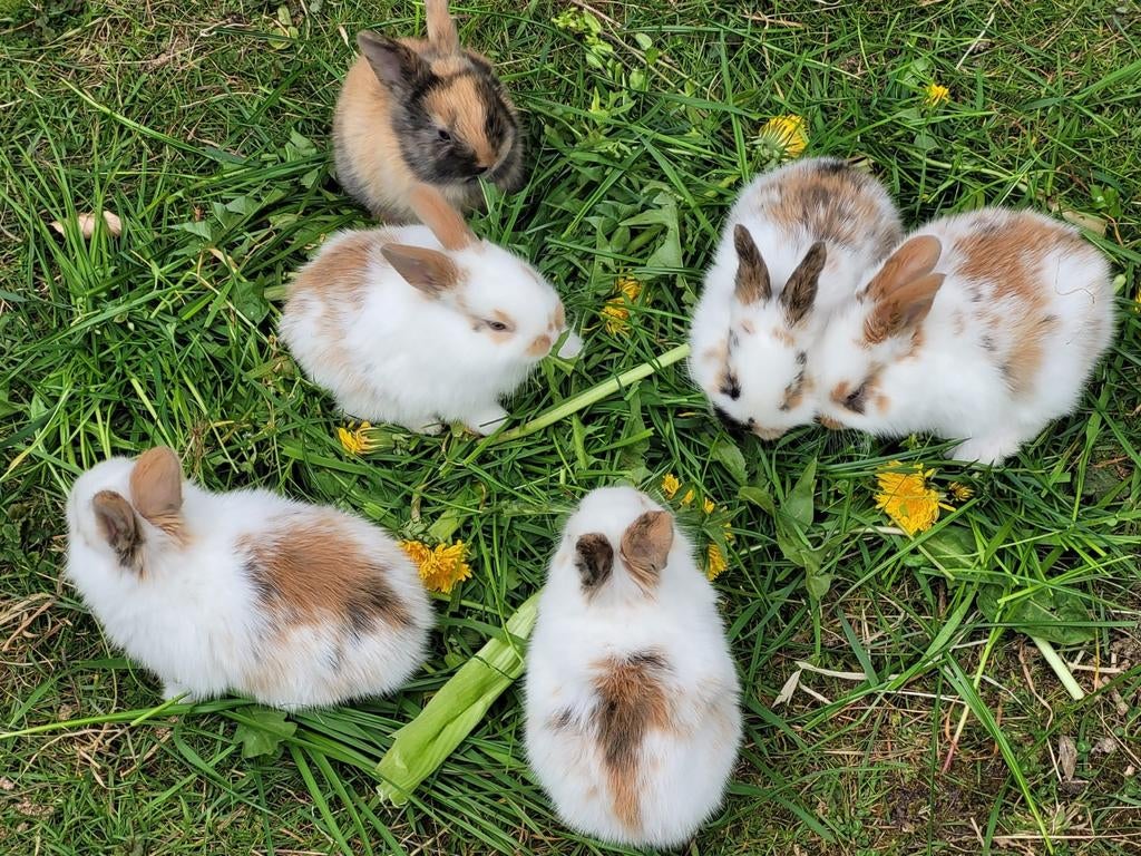 Mooie,lieve baby konijntjes, Meerdere dieren, Kleurkanarie